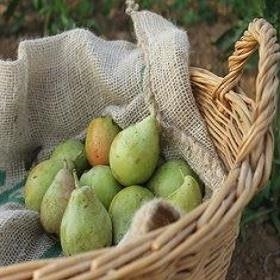 PERA CONFERÈNCIA ECO  600GR | 641 | ORIGEN: LLEIDA | Venda de verdures i fruites 100% ecològiques